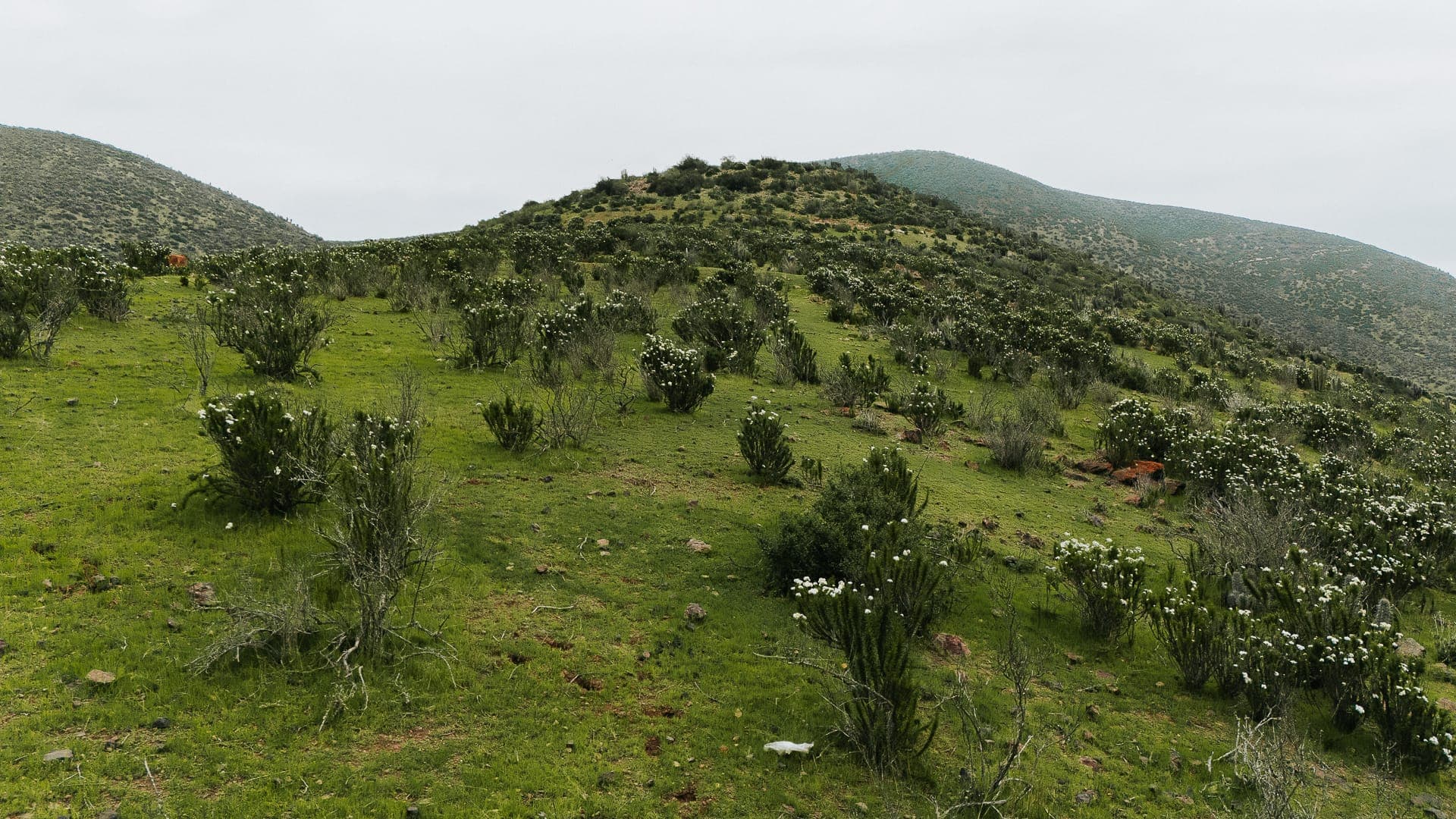 Parcela en El Peñón — foto 6